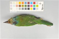 五色鳥藏品圖，第13張